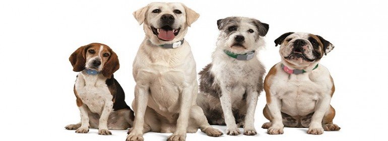 Group_P Pet Trackers