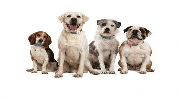 Pet Tracker Haryana